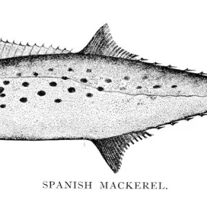 Spanish mackerel engraving 1898 Spanish mackerel engraving 1898