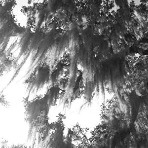 Spanish moss trees in park