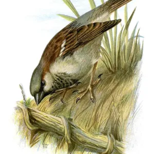 Sparrow