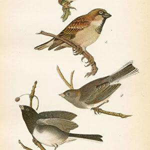 Sparrow bird lithograph 1890