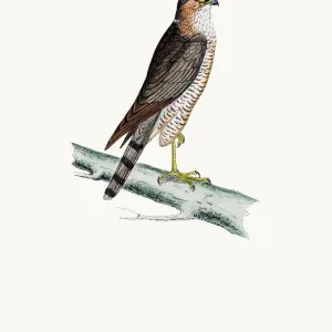 Sparrow Hawk bird of prey