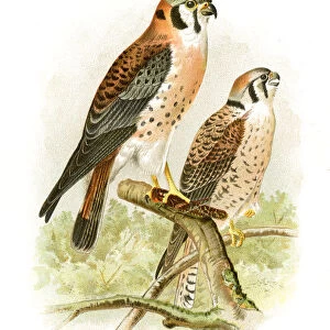 Sparrow hawk lithograph 1897
