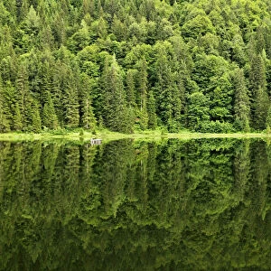 Spechtensee lake, reflections of a pine forest in the water, landscape between Tauplitz and Liezen, Salzkammergut, Styria, Austria, Europe