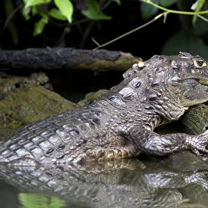 Spectacled caiman or white caiman -Caiman crocodilus-, Tortuguero, Tortuguero National Park, Limon, Costa Rica, Central America