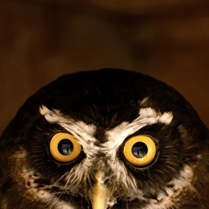 Spectacled owl (Pulsatrix perspicillata), close-up