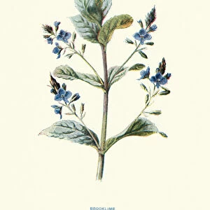 Speedwell or brooklime, Veronica beccabunga, succulent herb