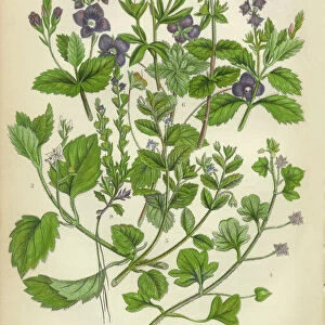 Speedwell, Thyme, Veronica, Victorian Botanical Illustration