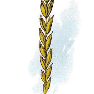 Spelt (Triticum spelta), also known as dinkel wheat or hulled wheat