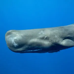 Sperm whale