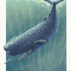 A Sperm whale (Physeter macrocephalus) underwater in pursuit of a krill