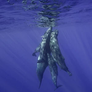 Sperm whales coming to the surface