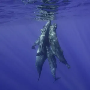 Ballenas cachalotes que vienen a la superficie. Ballenas cachalotes que vienen a la superficie.