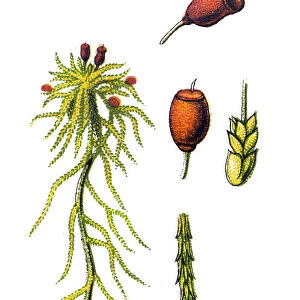 Sphagnum capillifolium (red bogmoss, small red peat moss)