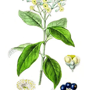 spice engraving 1855