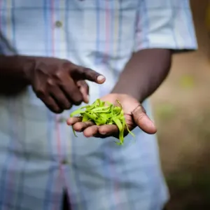 Spice Farm Spice Farm