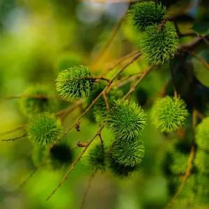 Spice Farm Spice Farm