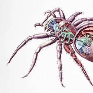 Spider (Araneae), internal anatomy, cross-section