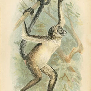 Spider monkey primate 1894