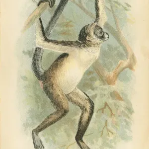 Spider Monkey Print, 1894 Spider Monkey Print, 1894