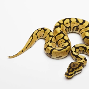 Spider Phantom Yellow Belly Ball Python or Royal Python -Python regius-, male