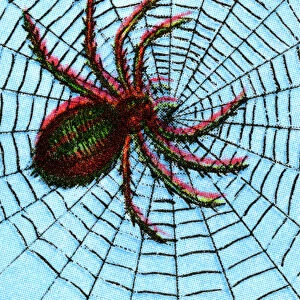 Spider on a Spiderweb