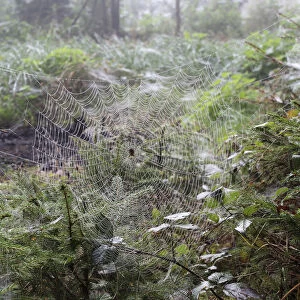 Spider web with European Garden Spider -Araneus diadematus- between young spruces, Allgau, Bavaria, Germany
