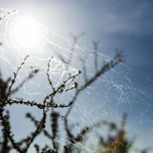 A spider web, spiderweb, spiders web, or cobweb (from the archaic word coppe, meaning spider) is a device created by a spider out of proteinaceous spider silk extruded from its spinnerets, generall