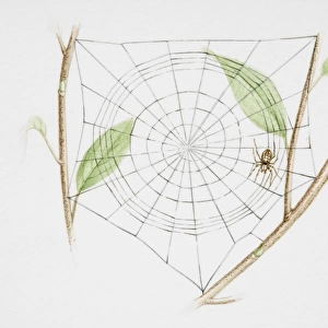 Spider in web, woven between twigs