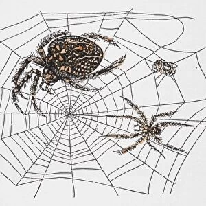 Spiders in web, image demonstrating structures strength