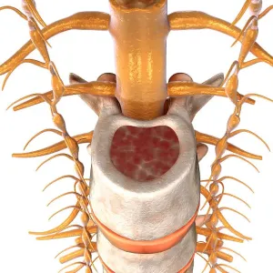 The spinal cord