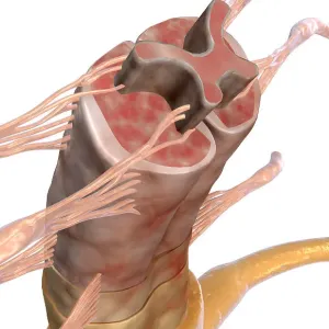 The spinal cord