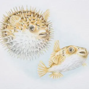 Spiny Puffer Print Spiny Puffer Print