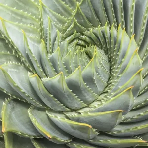 Spiral Aloe Print: Intricate Spiral Geometry Spiral Aloe Print: Intricate Spiral Geometry