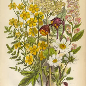 Spirea, Dropwort and Avens Victorian Botanical Illustration