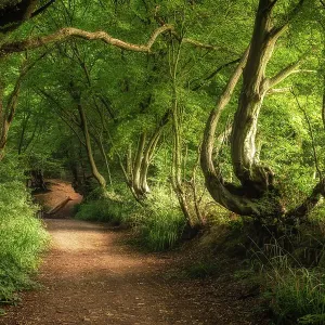Spital Brook, Summer Woodland