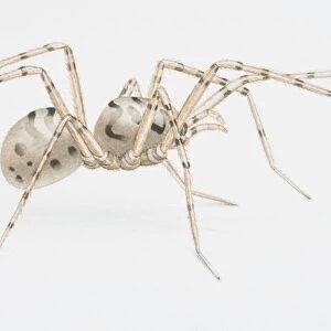 Spitting Spider, Scytodes thoracica, side view