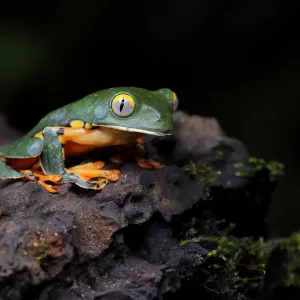 Splendid Leaf Frog