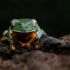 Splendid Leaf Frog