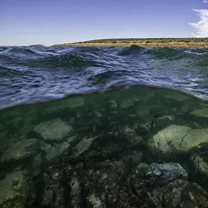 Split image showing Australian giant cuttlefish in shallow water and the surrounding coastline, Whyalla, South Australia