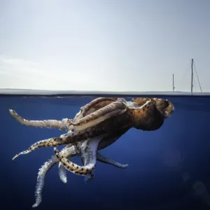 Split level view of an injured giant squid floating at the surface with a research yacht Split level view of an injured giant squid floating at the surface with a research yacht
