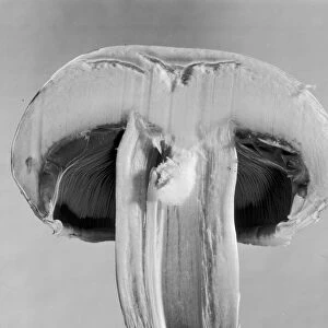 Split Mushroom