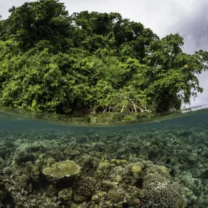 Split shot of coral reef and mangrove forest, Kimbe Bay, Papua New Guinea Split shot of coral reef and mangrove forest, Kimbe Bay, Papua New Guinea