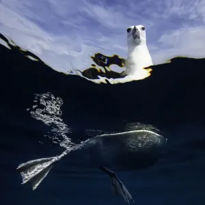 Split view of a black browed albatross floating on the waters surface, New Zealand Split view of a black browed albatross floating on the waters surface, New Zealand