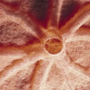 Sponge Sponge