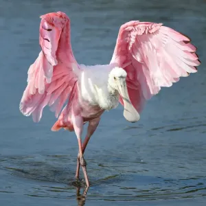 The Spoonbill Fan Dancer The Spoonbill Fan Dancer