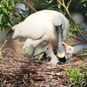 Spoonbill Motherly Care Spoonbill Motherly Care
