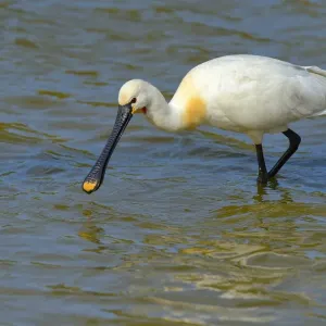 Spoonbill -Platalea leucorodia-, foraging for food, Wagejot nature reserve, Texel, West Frisian Islands, province of North Holland, Netherlands Spoonbill -Platalea leucorodia-, foraging for food, Wagejot nature reserve, Texel, West Frisian Islands, province of North Holland, Netherlands