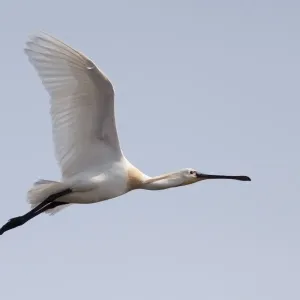 Spoonbill in Flight Print, Texel, The Netherlands Spoonbill in Flight Print, Texel, The Netherlands