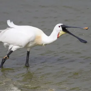 Spoonbill -Platalea leucorodia- foraging, Texel, The Netherlands Spoonbill -Platalea leucorodia- foraging, Texel, The Netherlands
