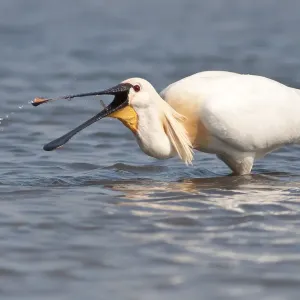 Spoonbill -Platalea leucorodia- foraging, Texel, The Netherlands Spoonbill -Platalea leucorodia- foraging, Texel, The Netherlands